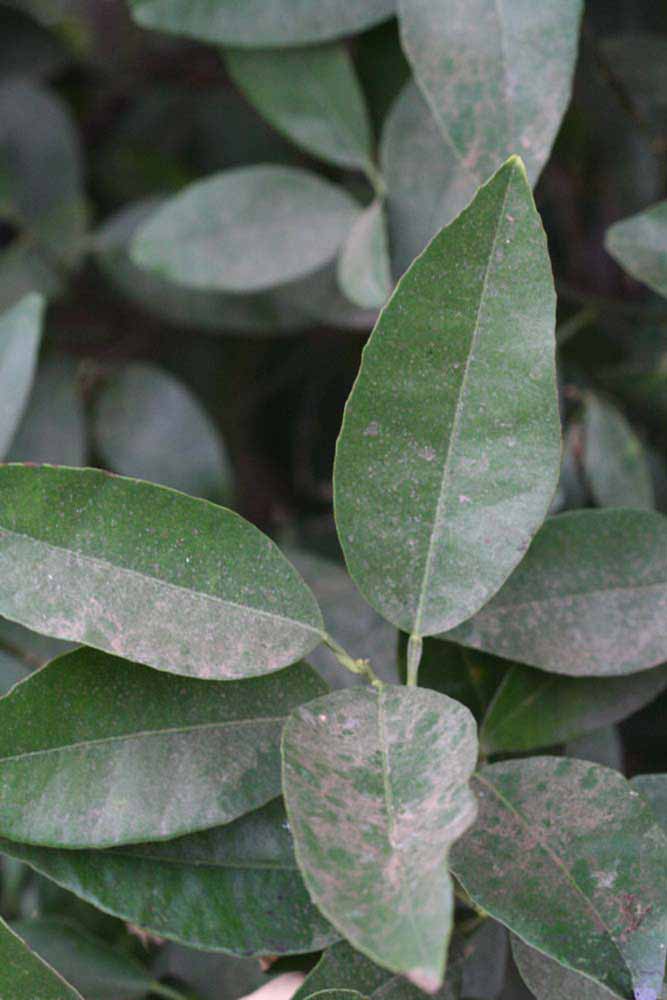              Sun leaves (Riverside, CA)       